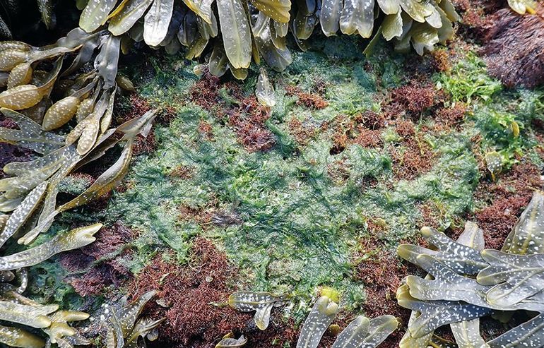 In de zomer kan Puntig korstmoswier overdekt zijn met een dikke groene mat, bestaande uit draadvormige groenwieren als Haarwortelwier en Kroesjeswier. De mat houdt vocht vast waarvan diverse organismen voordeel hebben