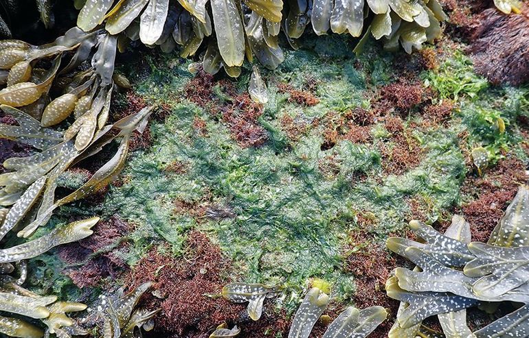 In de zomer kan Puntig korstmoswier overdekt zijn met een dikke groene mat, bestaande uit draadvormige groenwieren als Haarwortelwier en Kroesjeswier. De mat houdt vocht vast waarvan diverse organismen voordeel hebben