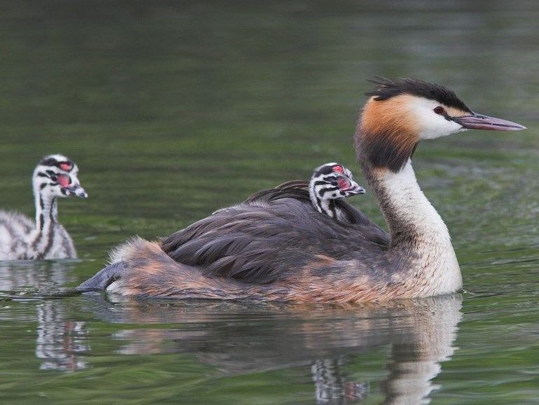 Ook tijdens een duik van de oudervogel blijven meeliftende jongen gewoon zitten