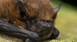 Pipistrellus pipistrellus