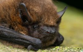 Pipistrellus pipistrellus