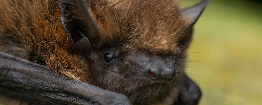 Pipistrellus pipistrellus