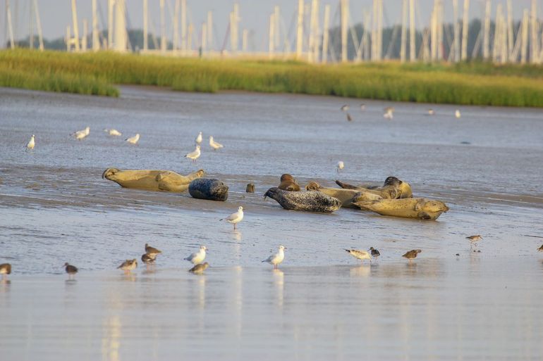 Rustende gewone zeehonden aan de oever van het natuurreservaat De IJzermonding