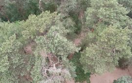 Drone-foto van bosgebied in Wijchen. Afwijkende boom gedetecteerd