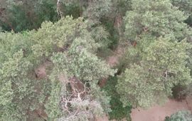 NVWA Drone-foto van bosgebied in Wijchen. Afwijkende boom gedetecteerd