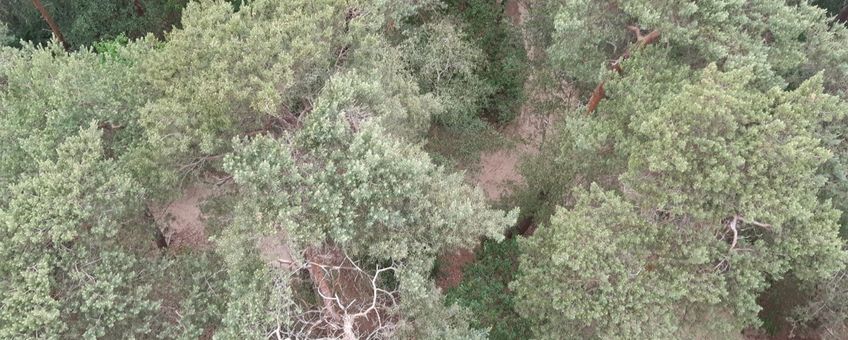 Drone-foto van bosgebied in Wijchen. Afwijkende boom gedetecteerd