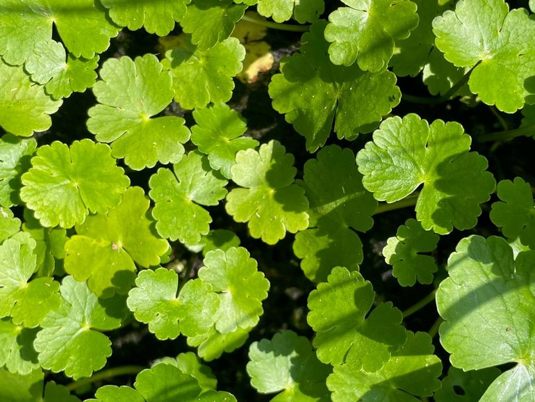 Het blad van de Grote waternavel