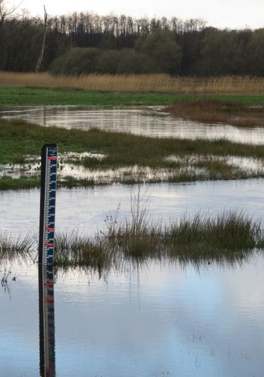 Hoog waterpeil in de Dommel