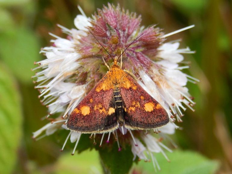 Het muntvlindertje is een piepklein vlindertje, vaak te vinden in de buurt van bloeiende kruiden