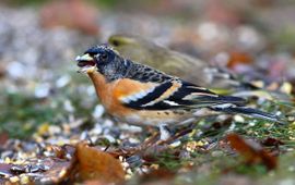 Koos Dansen Keep bij vogelvoer