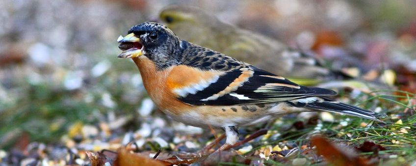 Keep bij vogelvoer