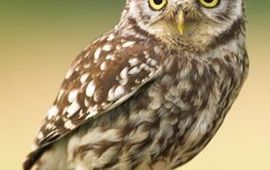 Vogelbescherming Nederland Steenuil, publiekslieveling van Beleef de Lente