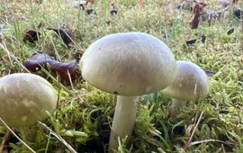 Groene knolamaniet, Amanita phalloides, Herkenbosch - Wijngaardstraat e.o.