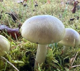 Groene knolamaniet, Amanita phalloides, Herkenbosch - Wijngaardstraat e.o.