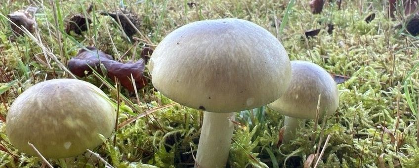 Groene knolamaniet, Amanita phalloides, Herkenbosch - Wijngaardstraat e.o.
