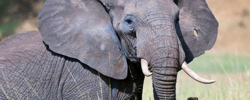 African elephant