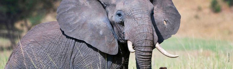 African elephant