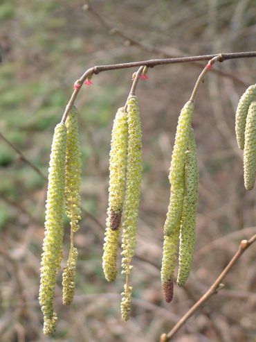 Ondanks het felle roodroze van de stempels vallen de vrouwelijke bloemen nauwelijks op.