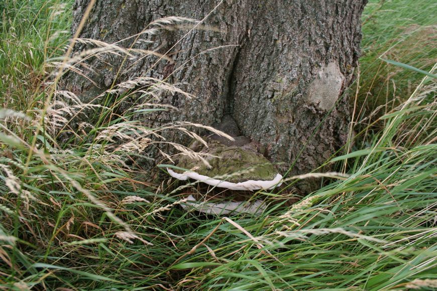 essentaksterfte Fraxinus excelsior zwam voet boom