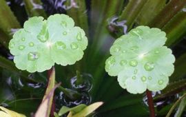 Grote waternavel. Fotograaf onbekend. Foto komt van Wikipedia en mag vrij en ongelimiteerd gebruikt worden.