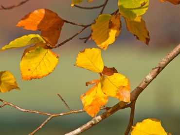 Herfstkleuren van de beuk