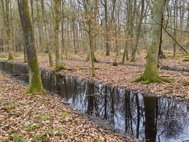 Voorbeeld van bos op rabatten