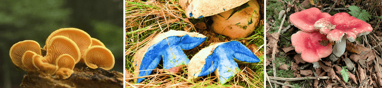 Oranje oesterzwam, Indigo boleet, Russula
