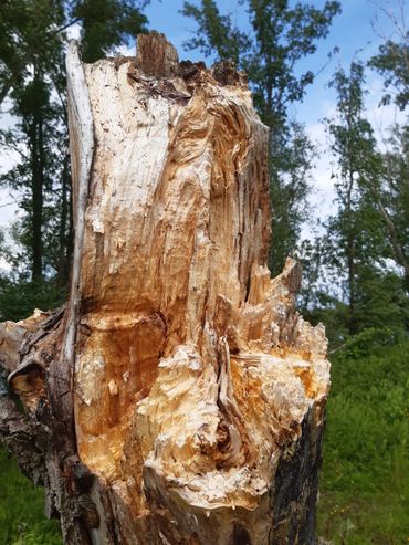 De twee belangrijkste types van houtrot in bossen: witrot...