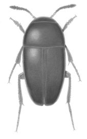 The new beetle species, Ptomaphagus thebeatles