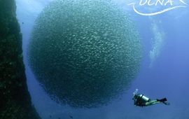 Hans Leijnse eenmalig gebruik Fish Ball Saba Marine Park