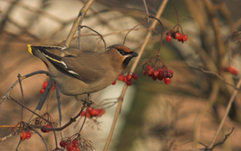 Pestvogel