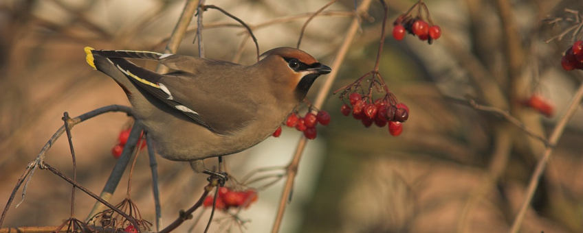 Pestvogel