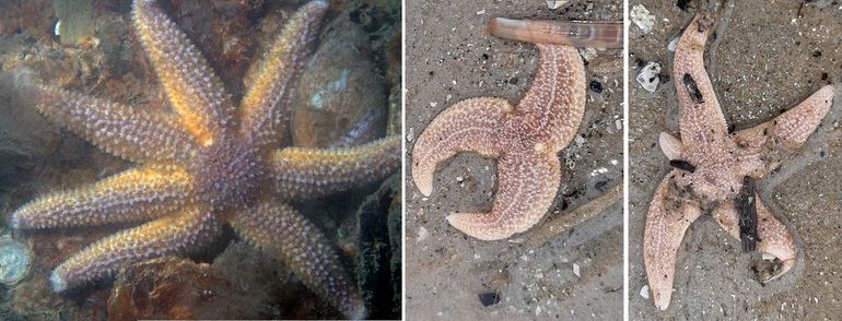 Rare jongens: links zevenpotige gewone zeester, midden: idem driepoot, rechts: dier met een weer aangroeiende vijfde arm