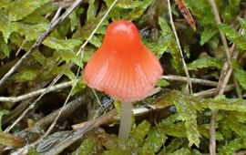 adonismycena