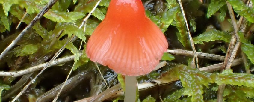 adonismycena