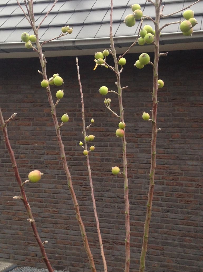 Appelboompje op 16 januari 2019 in Wageningen met kleine appeltjes