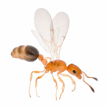 Tweekleurige hartknoopmier