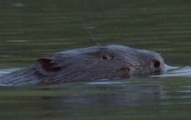 Willy de Koning bever