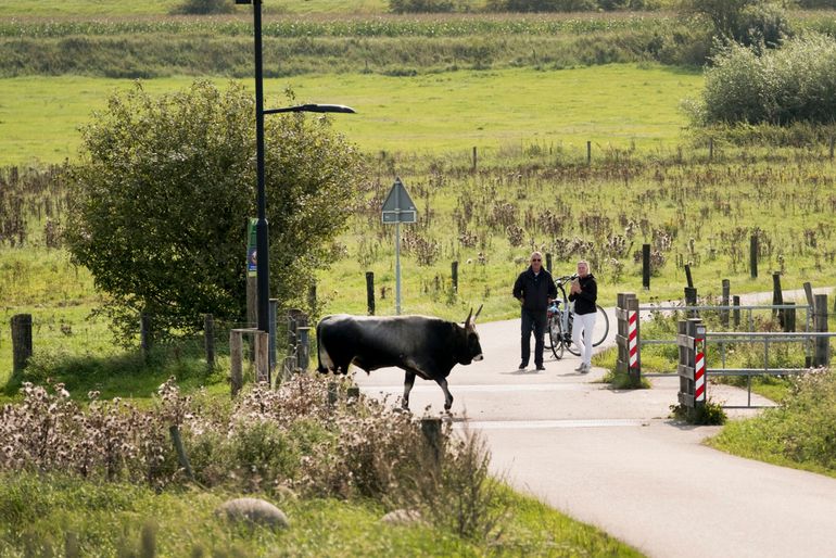 De tauros in natuurgebied Keent