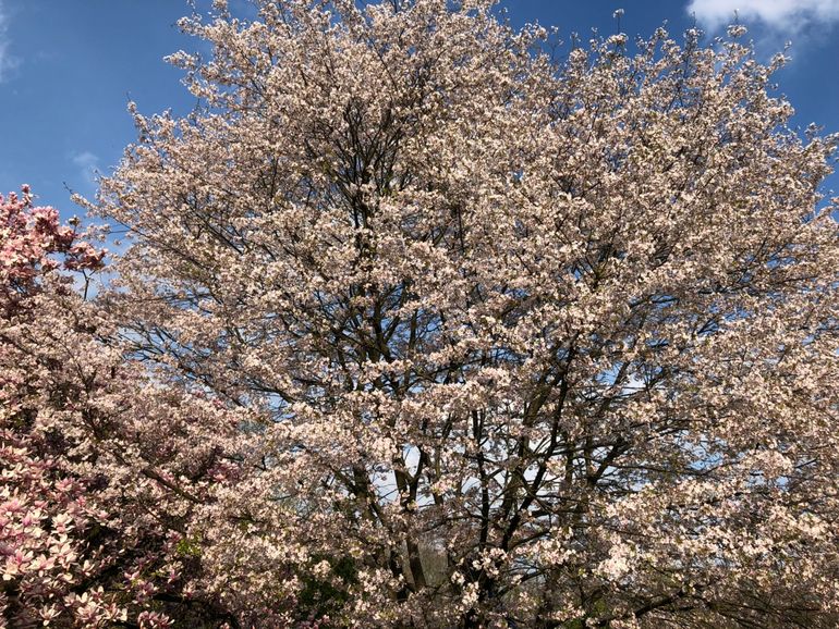 Punus en magnolia in volle bloei