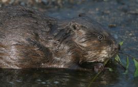 Mark Zekhuis, Saxifraga Castor fiber. Bever
