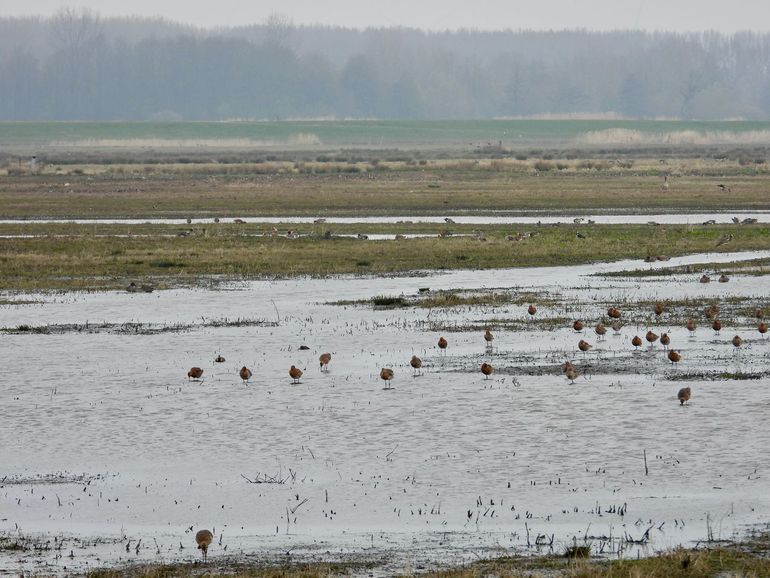 Plasdrassen spelen een sleutelrol in droge periodes voor weidevogels