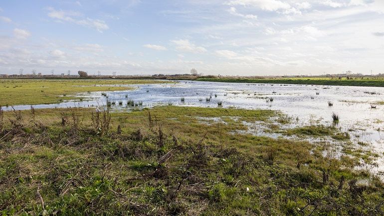 In het Gelderse deel van het Binnenveld zijn eerder herstelwerkzaamheden uitgevoerd. Hierdoor is het gebied veel natter geworden