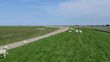 Waddenzeedijk met reguliere grasbekleding en schapen