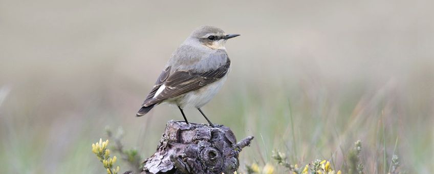 Tapuit op een boomstronkje - leadfoto bijgesneden