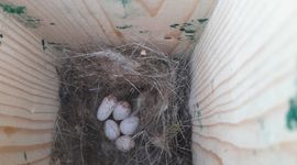 5 eieren in nestkast