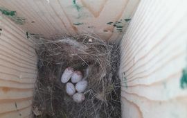 5 eieren in nestkast