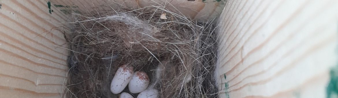 5 eieren in nestkast