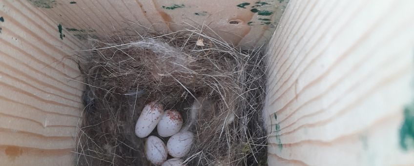 5 eieren in nestkast