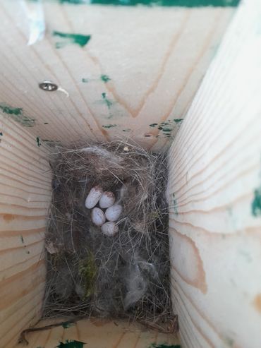 Het nest zoals de onderzoekers het vorige week vonden met 5 eieren &ndash; waaronder een bijzonder langwerpig ei...